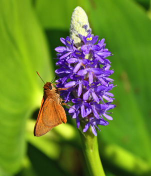 Palatka Skipper